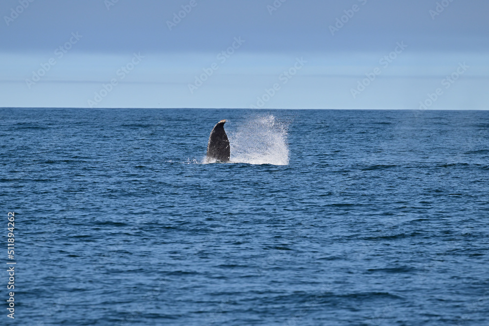 Fototapeta premium Humpback Whale - Megaptera novaeangliae