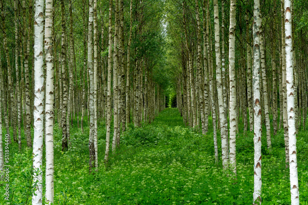Obraz premium birch forest in spring