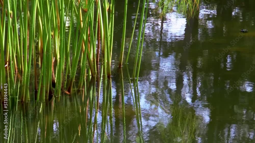 Papyrus sedge also known as paper reed plant reflected on a lake (Cyperus papyrus) Papyrus sedge also known as paper reed plant reflected on a lake (Cyperus papyrus)