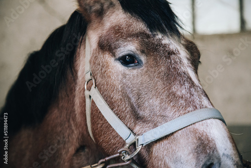Brown horse close up looking at the camera