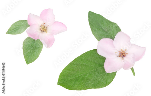 Wild rose flowers isolated on white background, top view