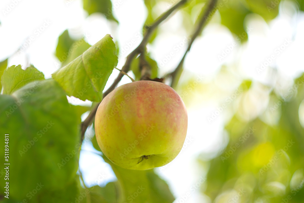 Apple tree with ripe apples in autumn garden Apple tree with ripe apples in autumn garden