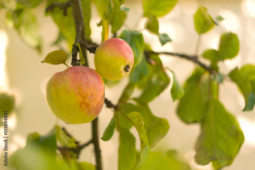 Apple tree with ripe apples in autumn garden Apple tree with ripe apples in autumn garden