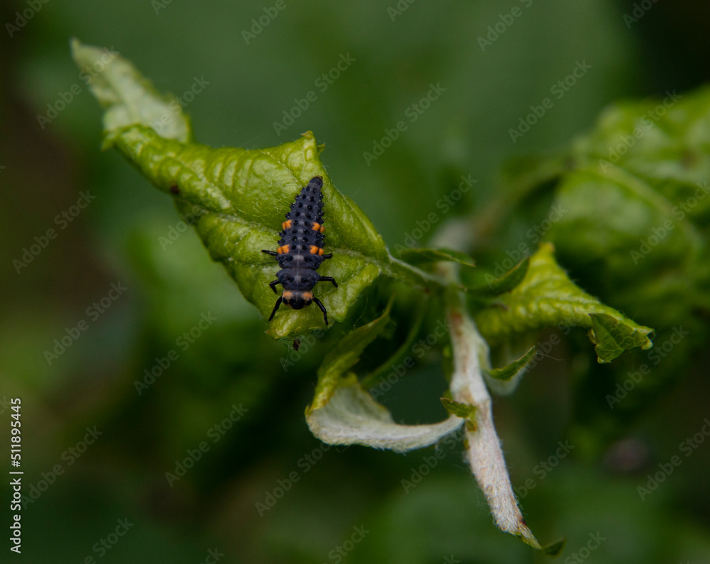Little bug - ladybug larva Little bug - ladybug larva