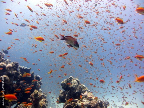 red sea fish and coral reef