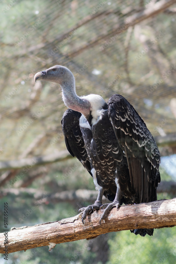 Close photo of a big adult vulture bird on a tree branch.