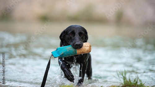 Fotografi Labrador retriever coming out of the lake with a dummy in her mouth