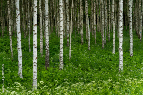 birch grove in spring