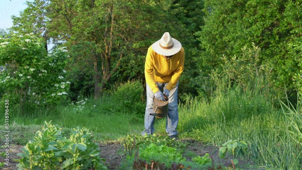 Grandfather holding garden sprinkler in hands and watering young vegetables growing on garden bed. Grandfather holding garden sprinkler in hands and watering young vegetables growing on garden bed.