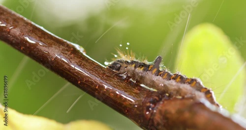Yellow tail moth (Euproctis similis) caterpillar, goldtail or swan moth (Sphrageidus similis) is a caterpillar of the family Erebidae. Caterpillar crawls along a tree branch on a green background. photo