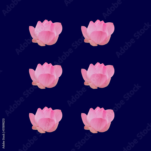 Six pale pink lotus flowers placed on a blue background.