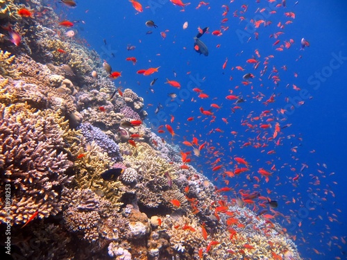 red sea fish and coral reef