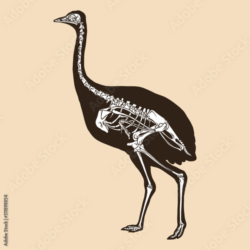 Skeleton greater rhea vector illustration