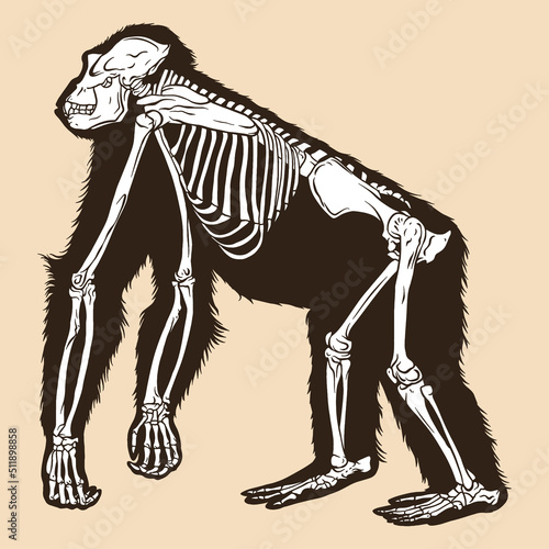 Skeleton orangutan vector illustration