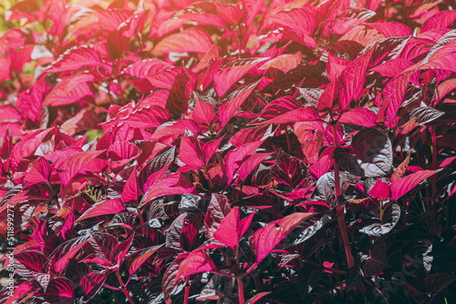 Decorative Amaranthaceae red plant with sun flare in flowerbed
