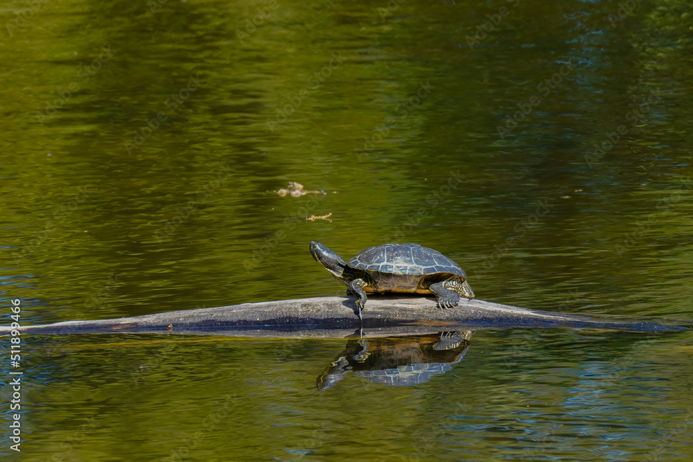 Obraz premium Wasserschildkröte