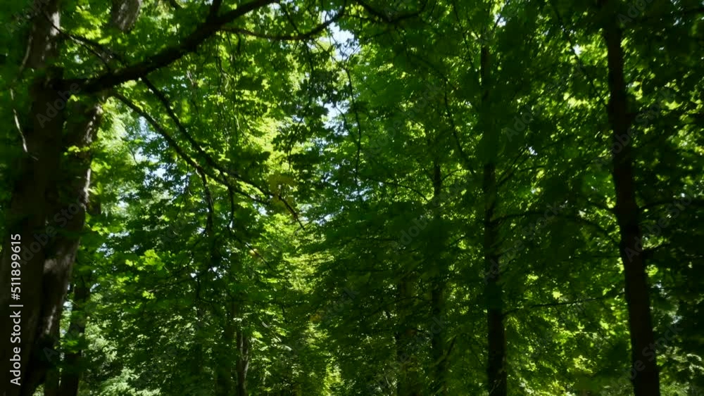 Camera looks up and moves slowly under trees. Bottom up view of lush green foliage of trees. Camera looks up and moves slowly under trees. Bottom up view of lush green foliage of trees.