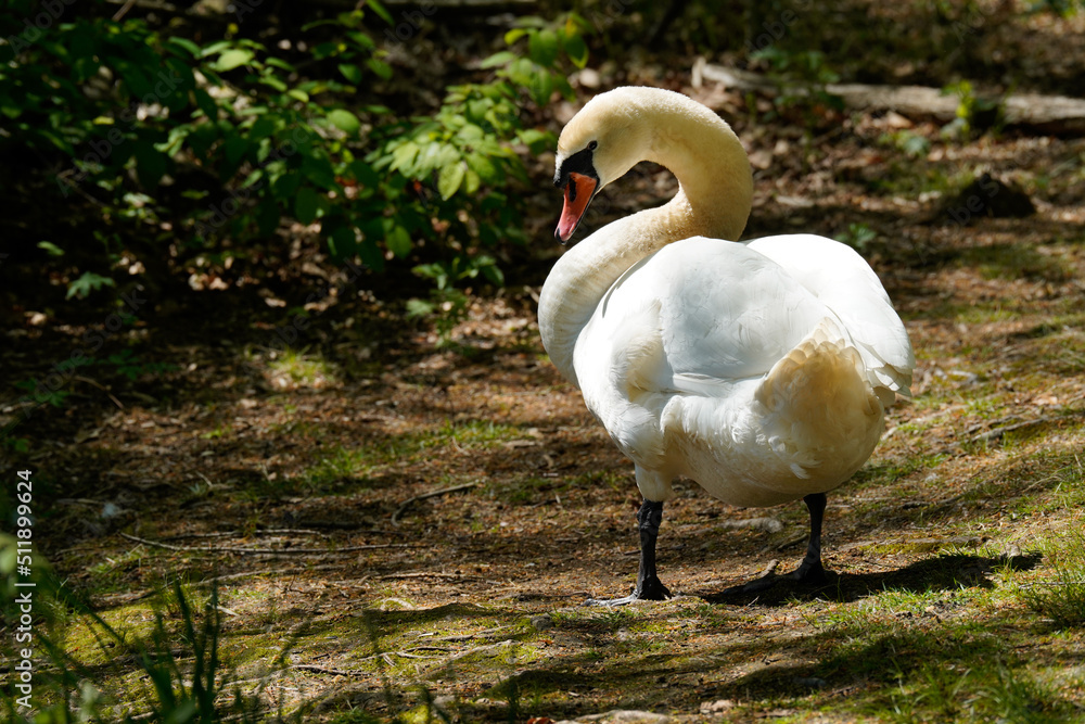 Obraz premium Schwan