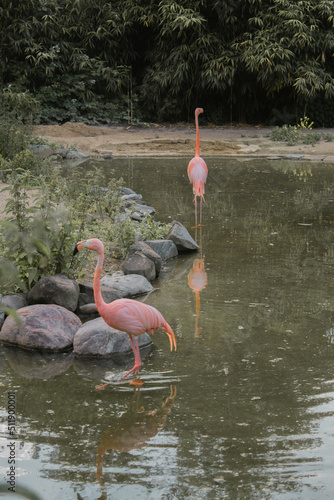flamingo in the water