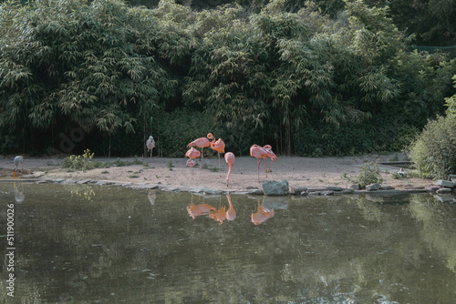 flamingos in the lake