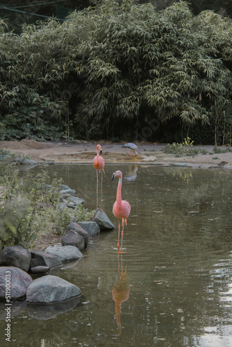 pink flamingo in the water