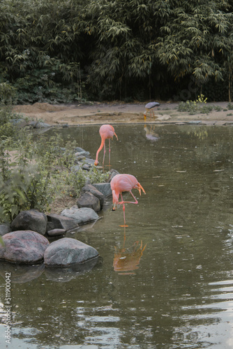 pink flamingo in the water