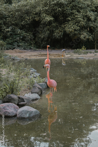 flamingo in water