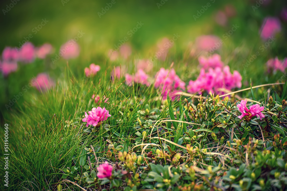 Obraz premium Rhododendron flowers in nature