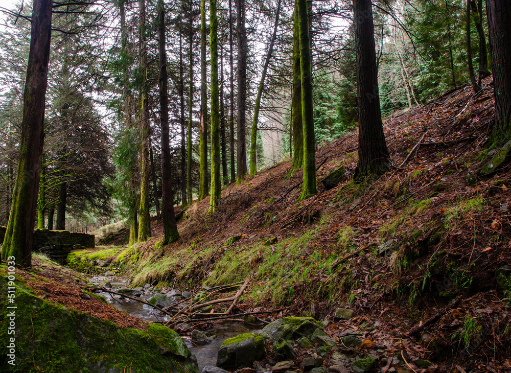 Fototapeta premium Floresta Escondida