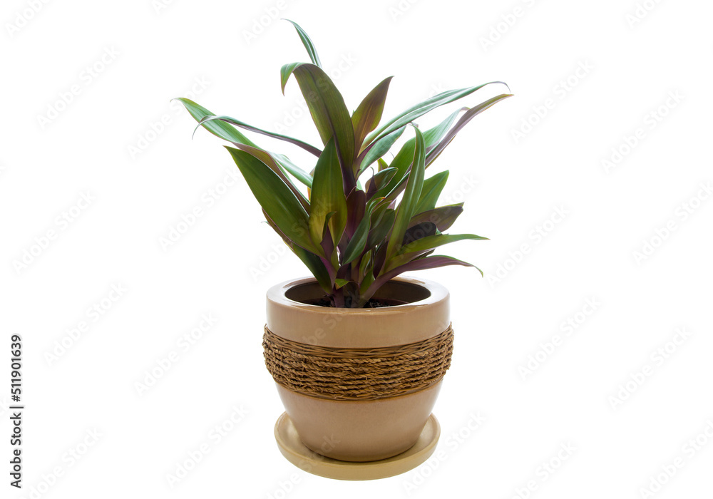 houseplant Rhoeo discolor in pot isolated on white background