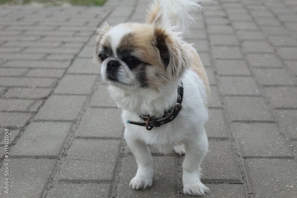 A small dog Tibetan spaniel in an urban environment on paving slabs. Small breeding dogs. Pets A small dog Tibetan spaniel in an urban environment on paving slabs. Small breeding dogs. Pets