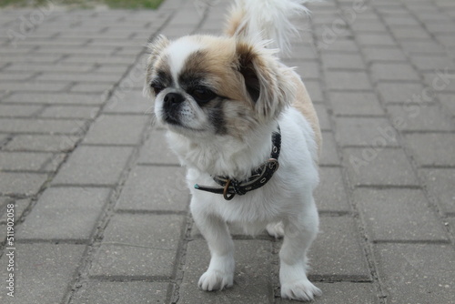 A small dog Tibetan spaniel in an urban environment on paving slabs. Small breeding dogs. Pets