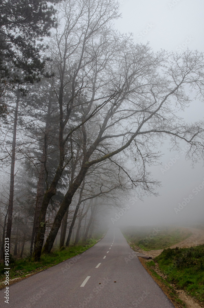 Fototapeta premium Nevoeiros de Primavera