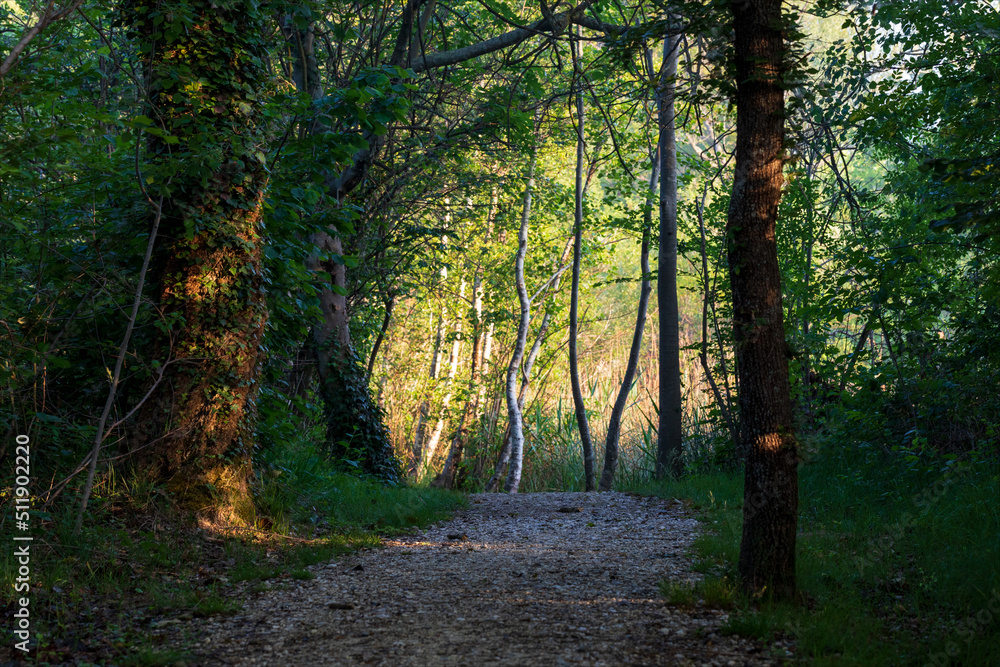 Piccolo sentiero in salita che attraversa la foresta di alberi e vegetazione spontanea di verde biotopo naturale. Paesaggio tipico del bosco mediterraneo in estate. 