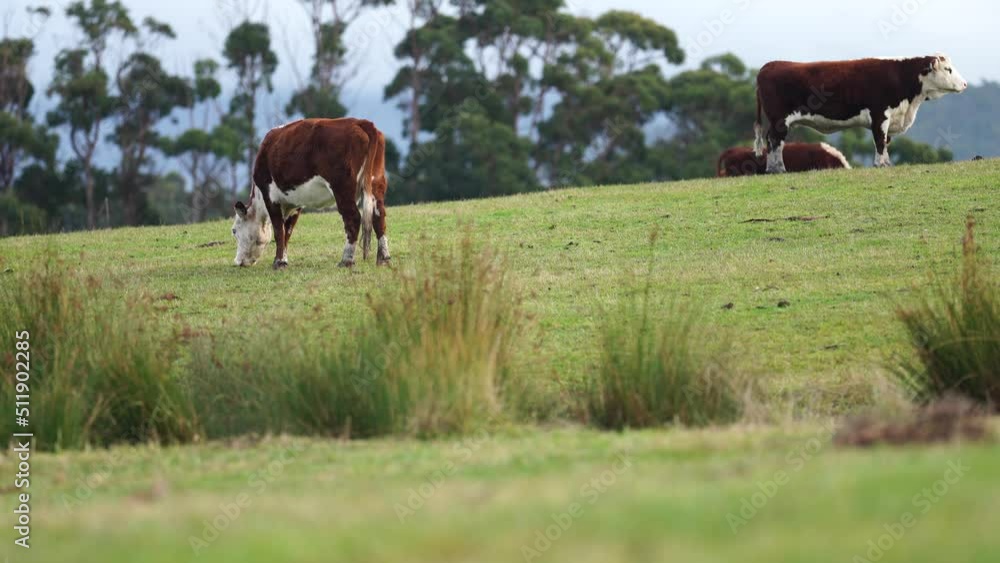sustainable agriculture cow farm in a field, beef cows in a field. livestock herd grazing on grass on a farm. african cow, healthy regenerative food production sustainable agriculture cow farm in a field, beef cows in a field. livestock herd grazing on grass on a farm. african cow, healthy regenerative food production