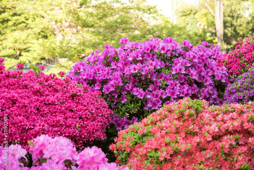 色とりどりのツツジが満開の日本庭園
