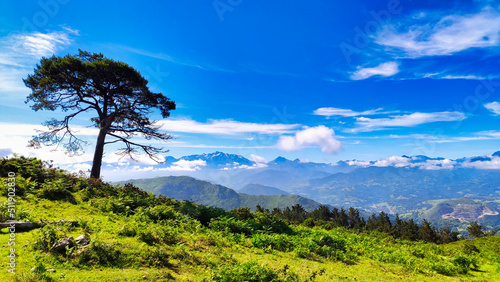 Pine tree and Picos de Europa National Park in background seen from El Sueve mountains, Asturias, Spain photo