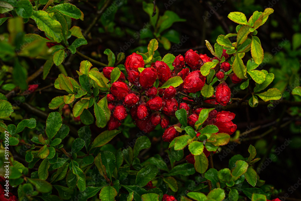 red japanese quince flowers after the rain red japanese quince flowers after the rain