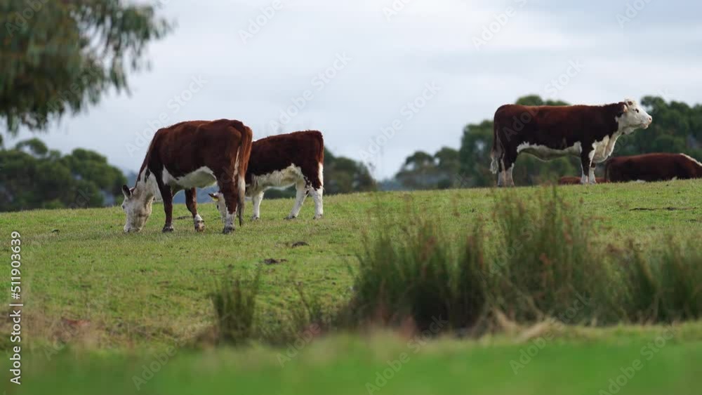Hereford cows in a field on a regenerative agriculture farm. Hereford cows in a field on a regenerative agriculture farm.