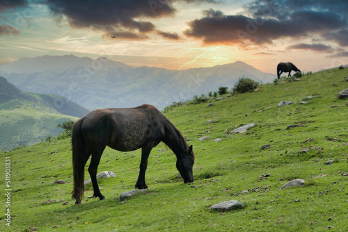 Asturcon breed horses grazing in the Sierra del Sueve, Colunga and Parres municipalities, Asturias, Spain photo