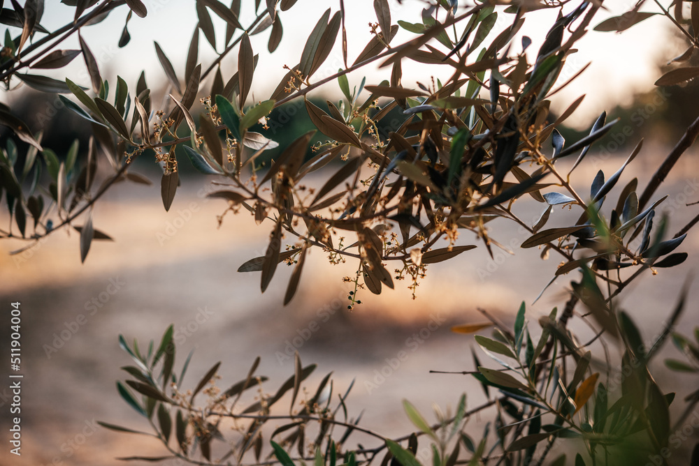 Olive tree branches at sunset in Italy, olive grove Olive tree branches at sunset in Italy, olive grove