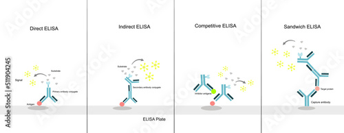 The principle of Enzyme-Linked Immunosorbent (ELISA) Assay: Direct, Indirect, Competitive, and Sandwich ELISA technique  photo