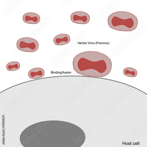 A pathway of Variola virus (Poxvirus) infection that represent the process of viral entry to host cell by binding or fusion.