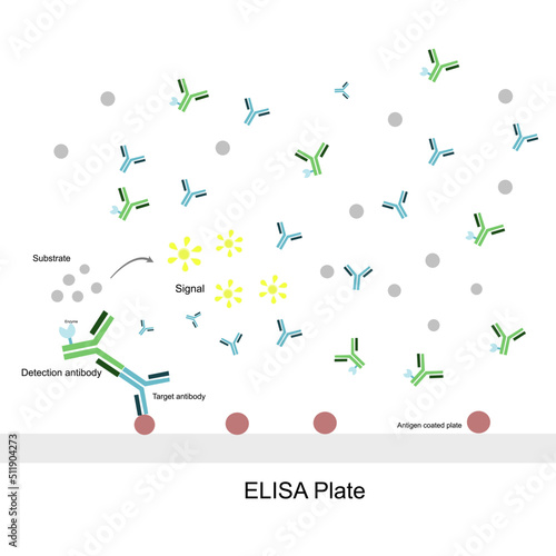 The general principle of Indirect ELISA for detecting the target antibody