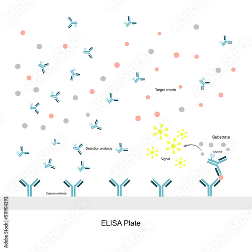 The general principle of Sandwich ELISA for detecting the target protein or molecule