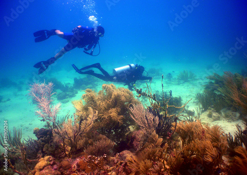 scuba divers in a coral reef in the caribbean sea