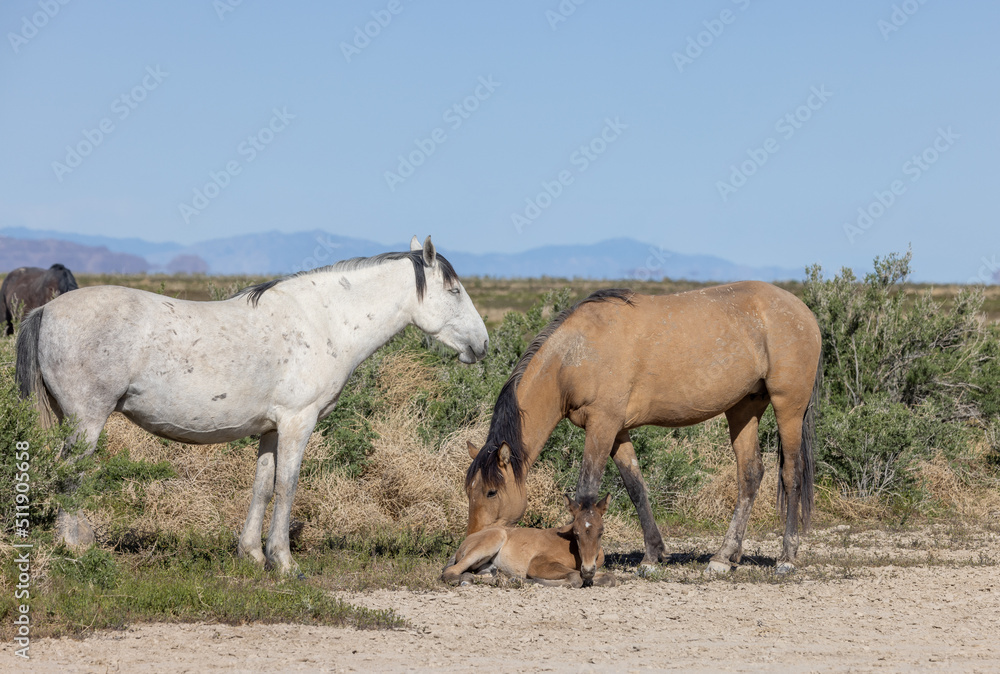 Wild Horses in Spring in the Utah Desert Wild Horses in Spring in the Utah Desert