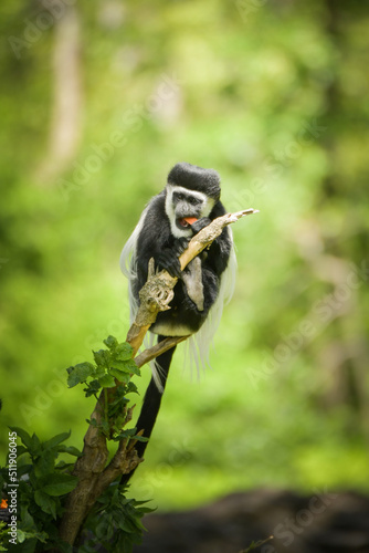 A cute monkey lives in a natural forest. Charismatic monkeys. Island of monkeys. © doda