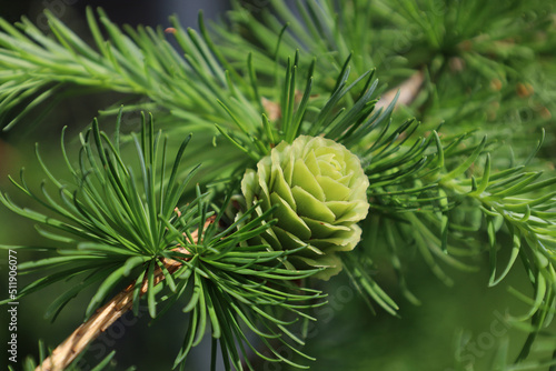 Bright green young cones on the branch of European larch. Closeup of opening bud of Larix Decidua. Female cone. Natural beauty of elegant larch tree twig. Soft focus. Seasonal wallpaper for design