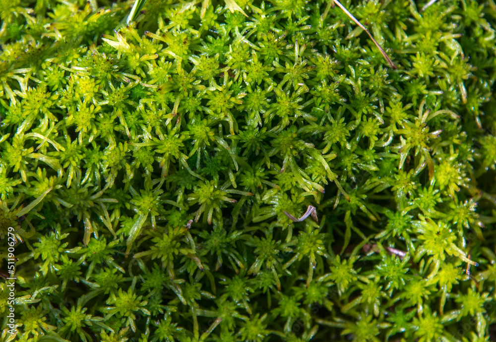 Green sphagnum moss lit by the sun Green sphagnum moss lit by the sun